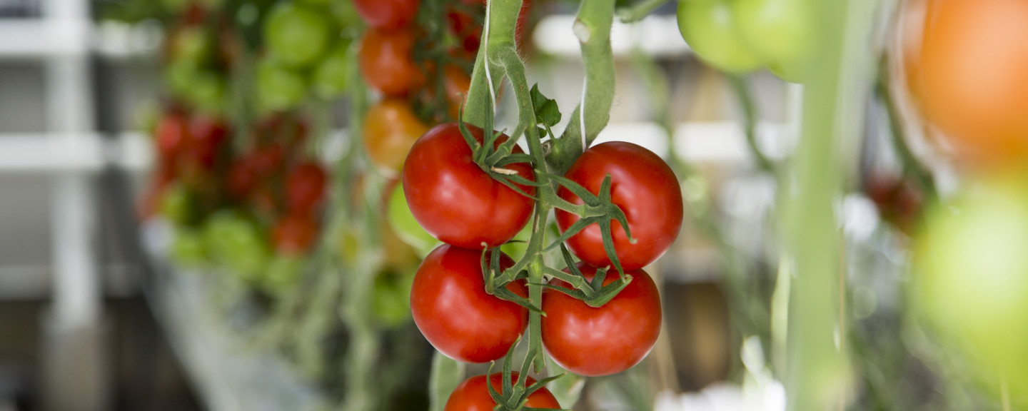 Grow Bag voor de teelt van kasgroeten