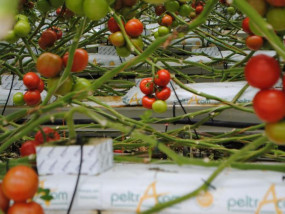 Compost voor de kasteelt
