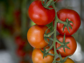 Kasgroenten beter kweken met de Grow Bag