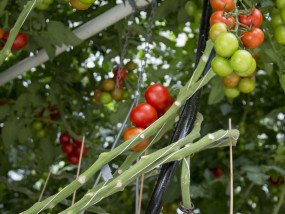 Grow Bag - voor kasteelt