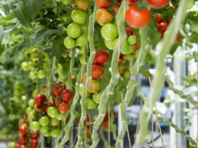 Grow Bag - voor kasgroeten